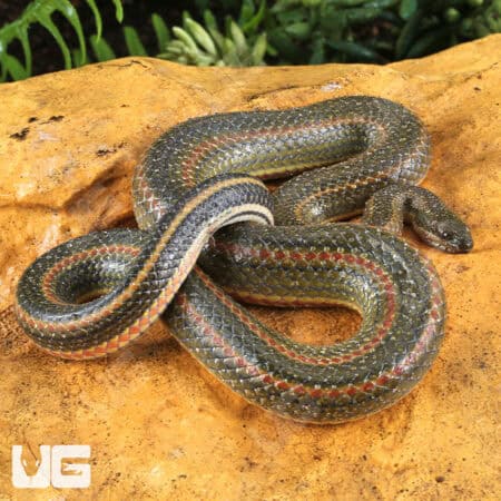 Rainbow Water Snake (Enhydris enhydris) For Sale - Underground Reptiles