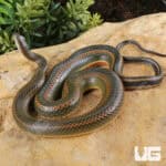 Rainbow Water Snake (Enhydris enhydris) For Sale - Underground Reptiles