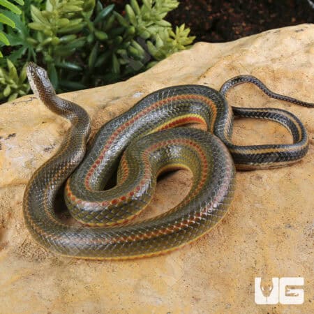 Rainbow Water Snake (Enhydris enhydris) For Sale - Underground Reptiles