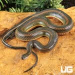 Rainbow Water Snake (Enhydris enhydris) For Sale - Underground Reptiles