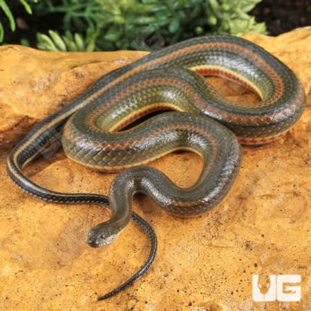 Rainbow Water Snake (Enhydris enhydris) For Sale - Underground Reptiles