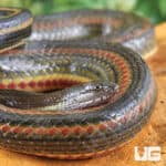 Rainbow Water Snake (Enhydris enhydris) For Sale - Underground Reptiles