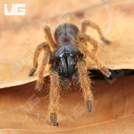 Vietnam "Silver" Tarantula for sale - Underground Reptiles