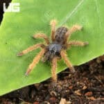 Vietnam "Silver" Tarantula for sale - Underground Reptiles