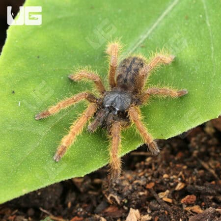 Vietnam "Silver" Tarantula for sale - Underground Reptiles