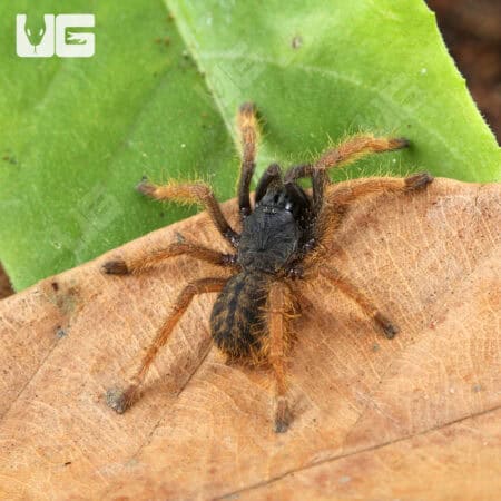Vietnam "Silver" Tarantula for sale - Underground Reptiles