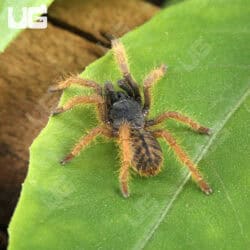 Vietnam "Silver" Tarantula for sale - Underground Reptiles