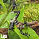 White-Spotted Bug-Eyed Frog For Sale - Underground Reptiles