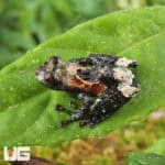 White-Spotted Bug-Eyed Frog For Sale - Underground Reptiles