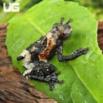 White-Spotted Bug-Eyed Frog For Sale - Underground Reptiles