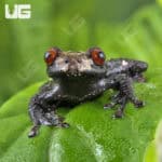 White-Spotted Bug-Eyed Frog For Sale - Underground Reptiles