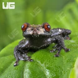 White-Spotted Bug-Eyed Frog For Sale - Underground Reptiles