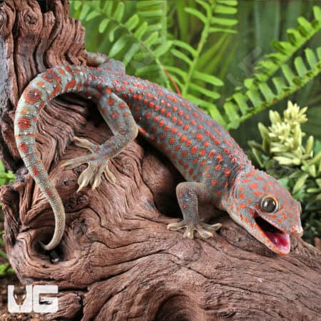 Adult Male Candy Button Tokay Geckos for sale - Underground Reptiles