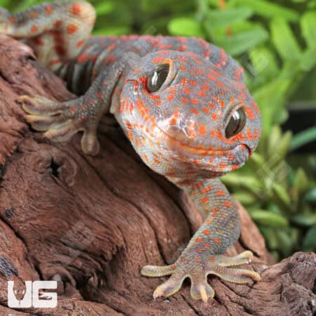 Adult Male Candy Button Tokay Geckos for sale - Underground Reptiles