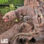 Adult Male Candy Button Tokay Geckos for sale - Underground Reptiles