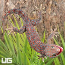 Adult Male Candy Button Tokay Geckos for sale - Underground Reptiles