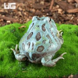 Mutant Blue Metal Pacman Frogs for sale - Underground Reptiles