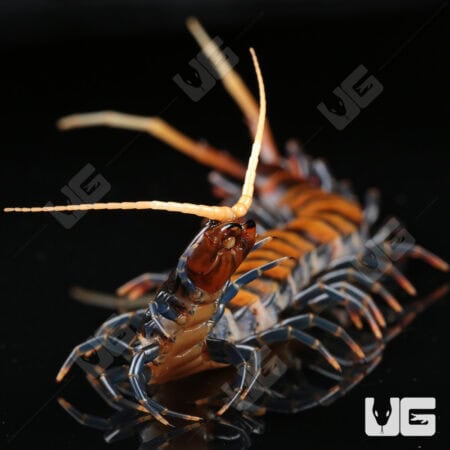 Piece of Lava Centipede (Scolopendra subspinipes) For Sale - Underground Reptiles