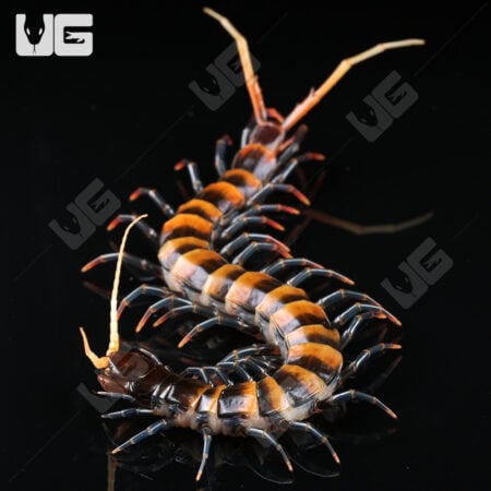 Piece of Lava Centipede (Scolopendra subspinipes) For Sale - Underground Reptiles