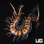 Piece of Lava Centipede (Scolopendra subspinipes) For Sale - Underground Reptiles