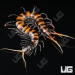 Piece of Lava Centipede (Scolopendra subspinipes) For Sale - Underground Reptiles