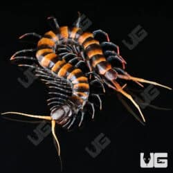 Piece of Lava Centipede (Scolopendra subspinipes) For Sale - Underground Reptiles