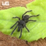 Thai Black Tarantulas For Sale - Underground Reptiles