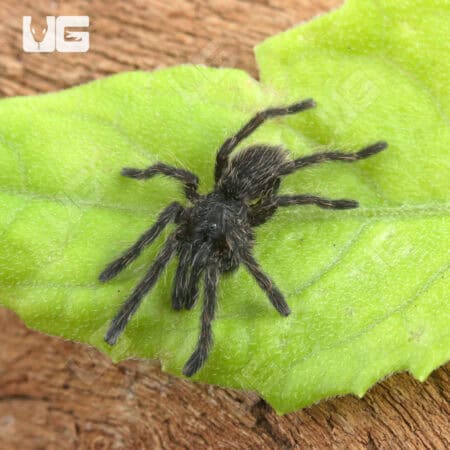 Thai Black Tarantulas For Sale - Underground Reptiles