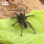 Thai Black Tarantulas For Sale - Underground Reptiles