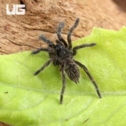 Thai Black Tarantulas For Sale - Underground Reptiles