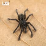 Thai Black Tarantulas For Sale - Underground Reptiles
