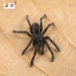 Thai Black Tarantulas For Sale - Underground Reptiles