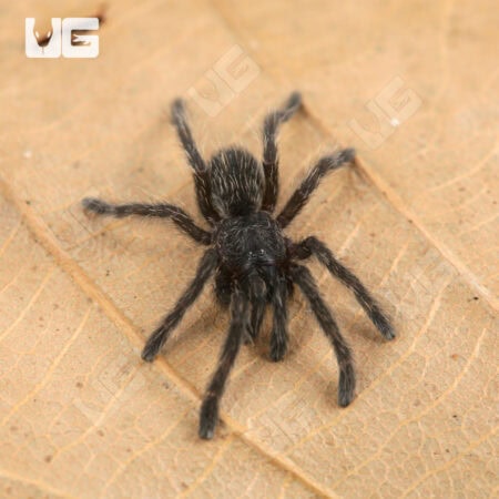 Thai Black Tarantulas For Sale - Underground Reptiles