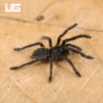 Thai Black Tarantulas For Sale - Underground Reptiles