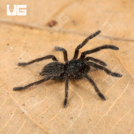 Thai Black Tarantulas For Sale - Underground Reptiles
