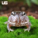 Mutant Pastel Blue Metal Pacman Frogs for sale - Underground Reptiles