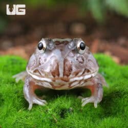 Mutant Pastel Blue Metal Pacman Frogs for sale - Underground Reptiles