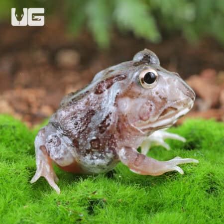 Mutant Pastel Blue Metal Pacman Frogs for sale - Underground Reptiles