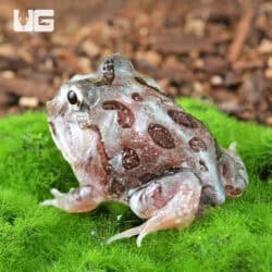 Mutant Pastel Blue Metal Pacman Frogs for sale - Underground Reptiles