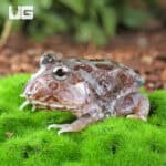 Mutant Pastel Blue Metal Pacman Frogs for sale - Underground Reptiles