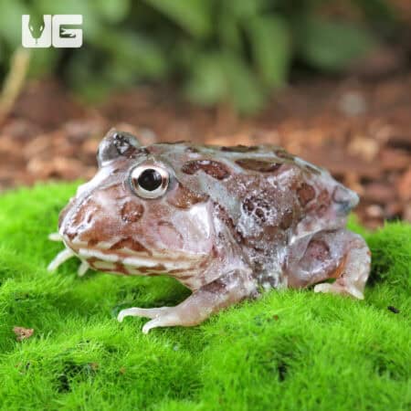 Mutant Pastel Blue Metal Pacman Frogs for sale - Underground Reptiles