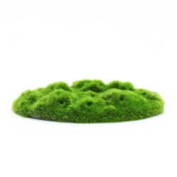 aqua-floras-moss-patch-opt