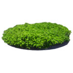 penn-plax-aqua-floras-moss-patch-2-opt