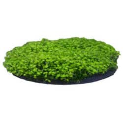penn-plax-aqua-floras-moss-patch-2-opt
