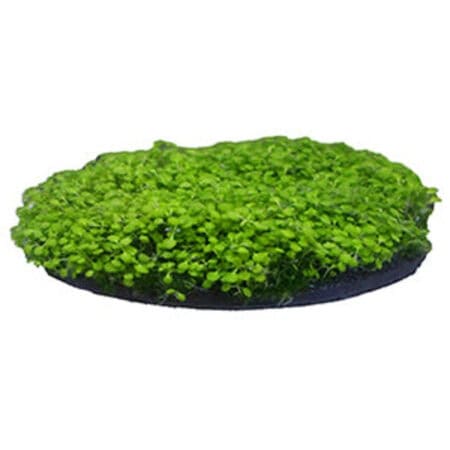 penn-plax-aqua-floras-moss-patch-2-opt