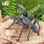 Adult Female Vietnam Silver Earth Tiger Tarantula (3 - 4") for sale - Underground Reptiles