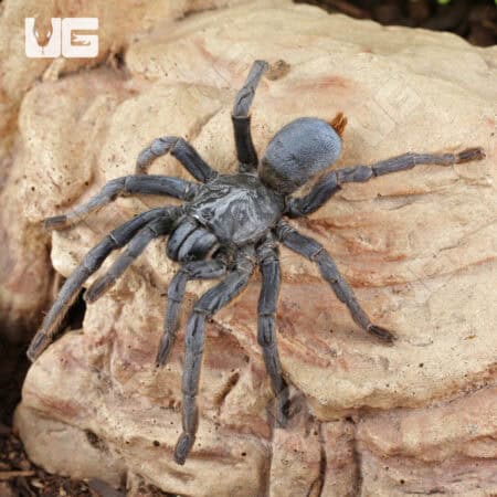 Adult Female Vietnam Silver Earth Tiger Tarantula (3 - 4") for sale - Underground Reptiles