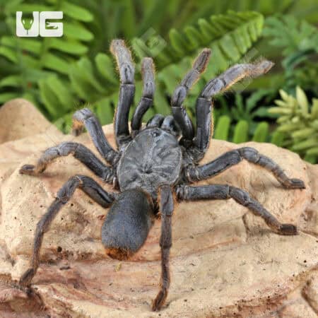 Adult Female Vietnam Silver Earth Tiger Tarantula (3 - 4") for sale - Underground Reptiles
