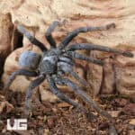 Adult Female Vietnam Silver Earth Tiger Tarantula (3 - 4") for sale - Underground Reptiles