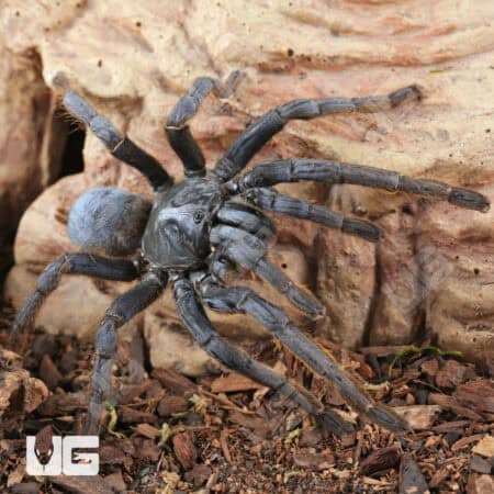 Adult Female Vietnam Silver Earth Tiger Tarantula (3 - 4") for sale - Underground Reptiles